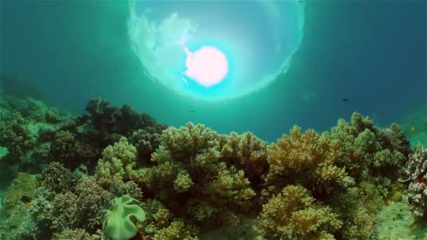 Arrecife Coral Tropical Garden Peces Marinos Tropicales Submarinos Colorido Arrecife — Vídeo de stock