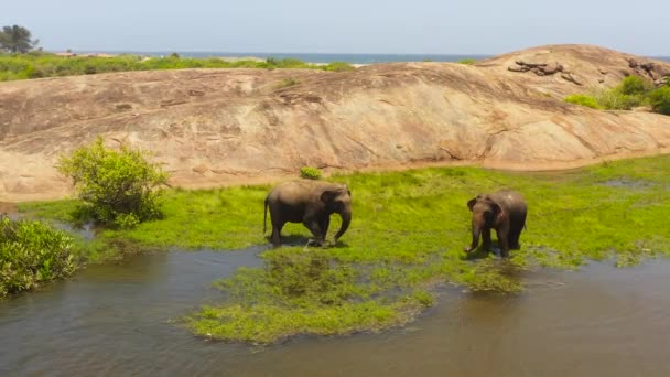 Aerial Drone Elephants Graze Lake Feed Grass Arugam Bay Sri — Vídeo de Stock