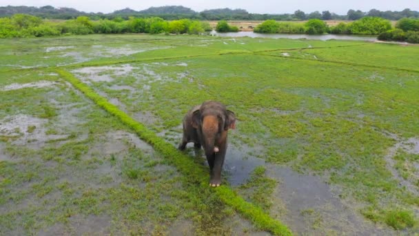 Слон Затопленном Рисовом Поле Питается Пышной Травой Аругам Бей — стоковое видео