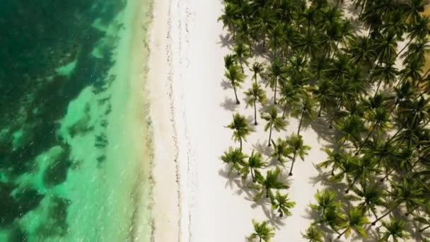 Piękna Tropikalna Plaża Białym Piaskiem Palmami Turkusowym Oceanem Wyspa Panglao — Wideo stockowe