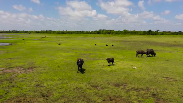 Wild Buffaloes National Park Sri Lanka Natural Habitat — Stock Video
