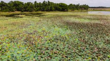 Lake with lotuses in the tropics. Sri Lanka.