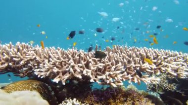 Su altı balık bahçesi resifi. Resif mercan sahnesi. Suyun altında deniz manzarası. Leyte, Filipinler.
