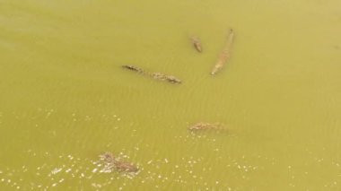 Aerial view of Crocodiles in a lake in Sri Lanka. Panama Wewa, Arugam bay.