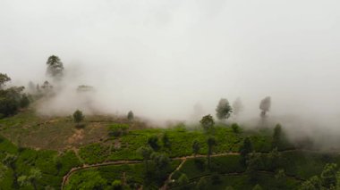 Green tea plantation covered with fog and clouds, Sri Lanka. Tea estate landscape. Liptons Seat.