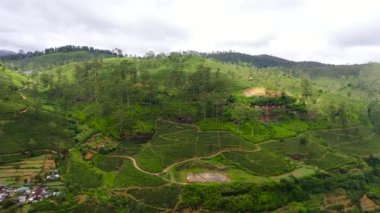 Aerial view of Village in the mountains among tea estate. Tea plantations landscape. Nuwara Eliya, Sri Lanka.