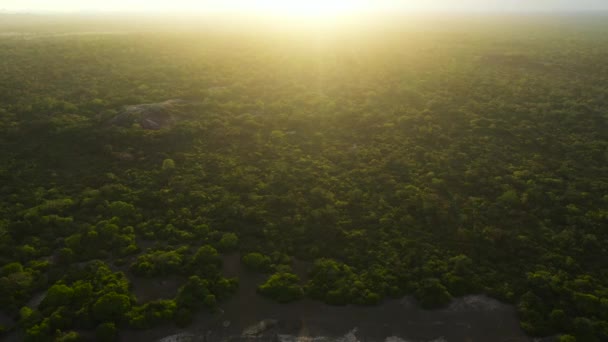 Tropical Forest Jungle Sunlight Sunset Sri Lanka — Vídeos de Stock