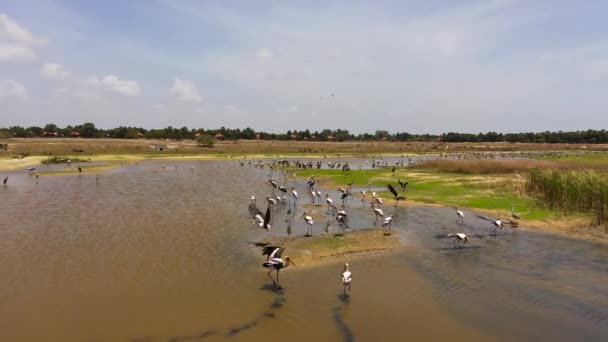 Birds Natural Habitat Jaffna Peninsula Sri Lanka — Vídeos de Stock