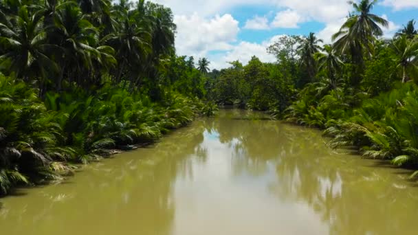 Vista Aérea Del Río Selva Verde Tropical Bohol Filipinas — Vídeos de Stock