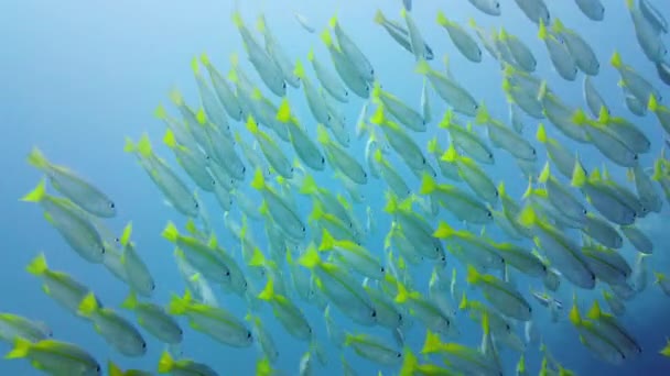 Een School Tropische Vissen Blauw Water Prachtige Onderwaterwereld Een School — Stockvideo