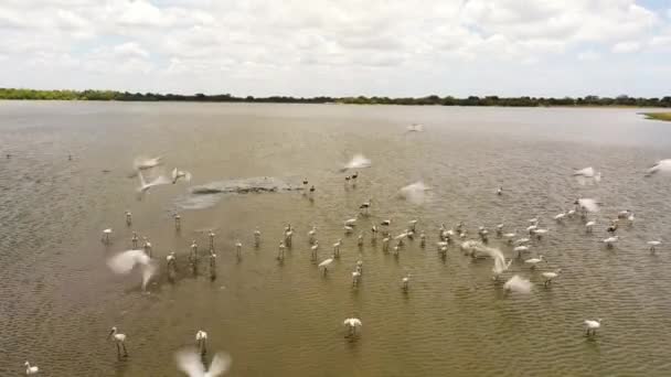 Lake Wetlands Birds Natural Habitat Panama Wewa Lake Sri Lanka — Αρχείο Βίντεο