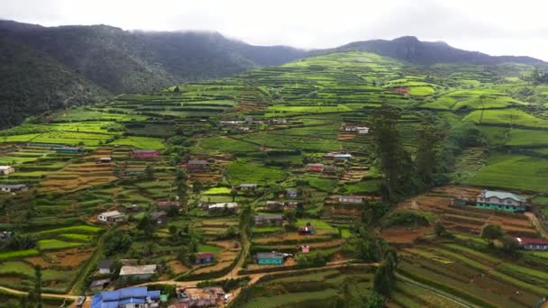 Green Tea Terraces Village Hillsides Tea Estate Landscape Nuwara Eliya — Stockvideo