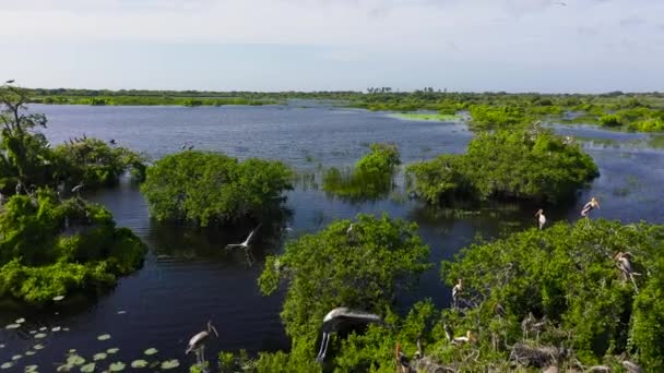 Άγρια Πουλιά Και Φωλιές Δέντρα Που Φυτρώνουν Στη Λίμνη Εθνικό — Αρχείο Βίντεο