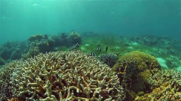 Colorata Barriera Corallina Tropicale Barriera Corallina Tropicale Pesci Coralli Sottomarini — Video Stock