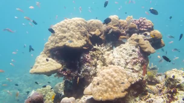 Cena Subaquática Coral Reef Peixes Subaquáticos Tropicais Leyte Filipinas — Vídeo de Stock