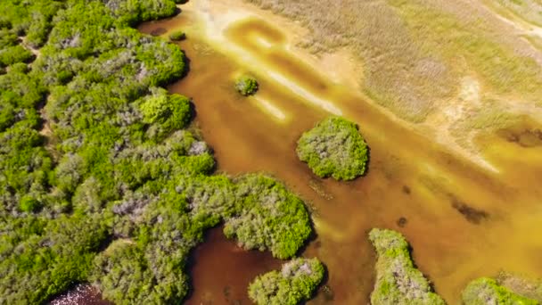 Rainforest Jungle Wetlands Sri Lanka — Stok video