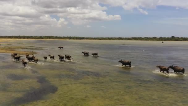 Aerial View Water Buffaloes Lake Kumana National Park Sri Lanka — Stok video