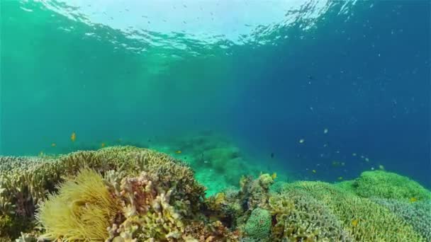 Tropisch Viskoraal Marine Rif Onderwater Tropisch Leven Tropische Onderwatervissen Onderwater — Stockvideo