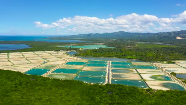 菲律宾伯霍尔一个渔场和虾养殖场的空中景观 虾类养殖用池塘 — 图库视频影像