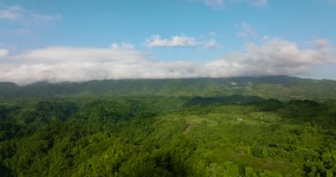 Tropical green forest and jungle on the slopes of the mountains of Philippines.