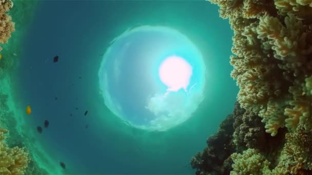 Korallzátony Halas Jelenet Trópusi Víz Alatti Tengeri Halak Színes Trópusi — Stock videók