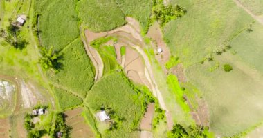 Farmland with rice fields and sugarcane plantations. Negros, Philippines
