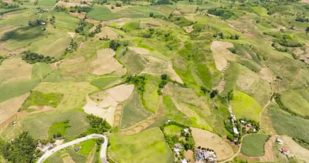 Farmland Rice Fields Sugarcane Plantations View Negros Philippines — Αρχείο Βίντεο