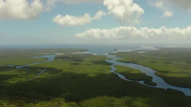 Mangroves Dans Eau Sur Une Île Tropicale Écosystème Aux Philippines — Video