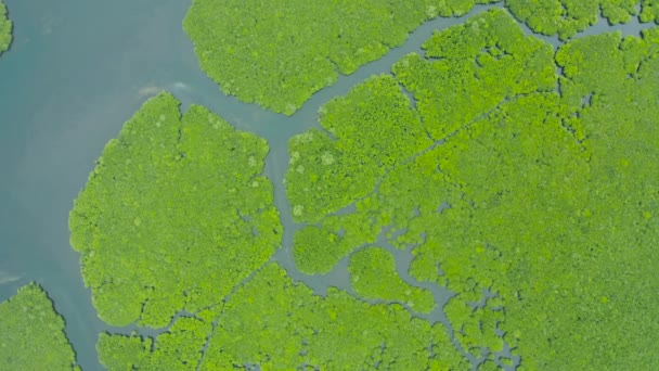 Mangrove Πράσινα Δάση Ποτάμια Και Κανάλια Στο Τροπικό Νησί Εναέρια — Αρχείο Βίντεο