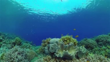 Tropik renkli sualtı deniz manzarası. Renkli balıkların ve mercan resiflerinin olduğu sualtı dünyası. Filipinler.