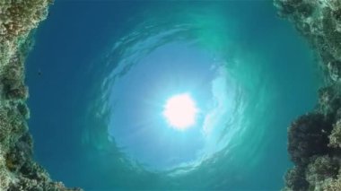 Renkli tropikal mercan resifi. Tropik mercan resifi. Su altı balıkları ve mercanlar. Filipinler.