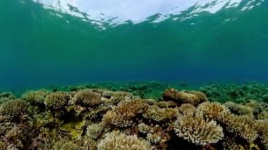 Tropical colourful underwater seascape. Tropical fishes and coral reef underwater. Underwater landscape.