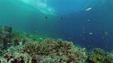 Su altı balık bahçesi resifi. Resif mercan sahnesi. Mercan bahçesi deniz manzarası. Filipinler.