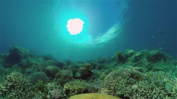 Mundo Subaquático Com Recifes Coral Peixes Tropicais Conceito Férias Viagem — Vídeo de Stock