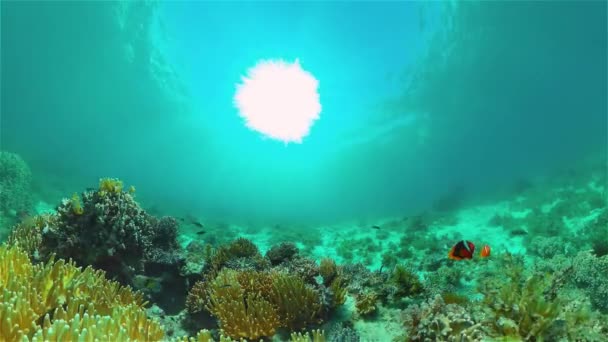 Arrecife Coral Marino Paisaje Marino Tropical Submarino Arrecife Peces Tropicales — Vídeo de stock