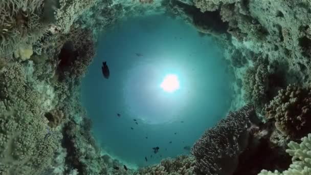 Korallrev Och Tropiska Fiskar Filippinernas Undervattensvärld Filippinerna — Stockvideo