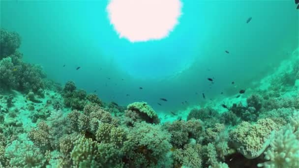 Korálové Útesy Pod Vodou Rybami Mořským Životem Korálové Útesy Tropické — Stock video