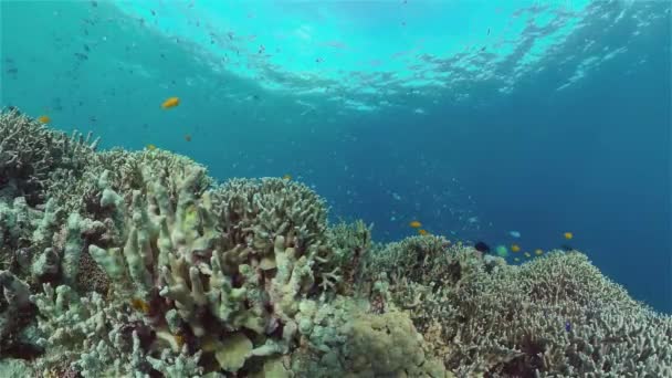 Marint Undervattensrev Tropiska Färgglada Undervattens Kustlandskap Filippinerna — Stockvideo