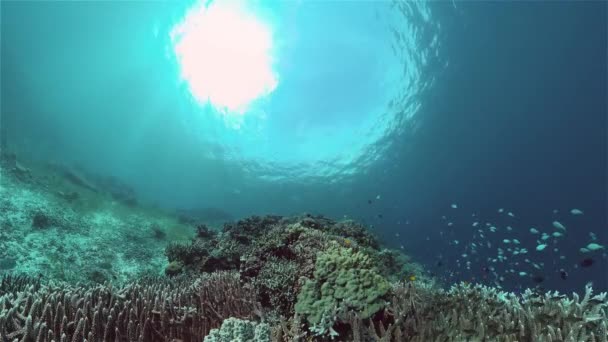 珊瑚礁鱼的场景 热带水下海鱼 五彩斑斓的热带珊瑚礁菲律宾 — 图库视频影像