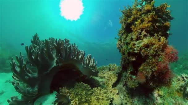 Onderwater Scene Koraalrif Hard Zacht Koraal Onderwaterlandschap Reisvakantie Concept Filippijnen — Stockvideo