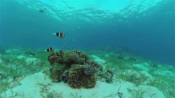산호초 근처에서 다이빙하고 있습니다 수중에 산호초의 아름다운 열대어입니다 필리핀 — 비디오
