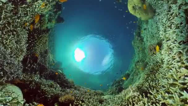 Deniz Tüplü Dalışı Altı Renkli Tropikal Mercan Resifi Deniz Manzarası — Stok video