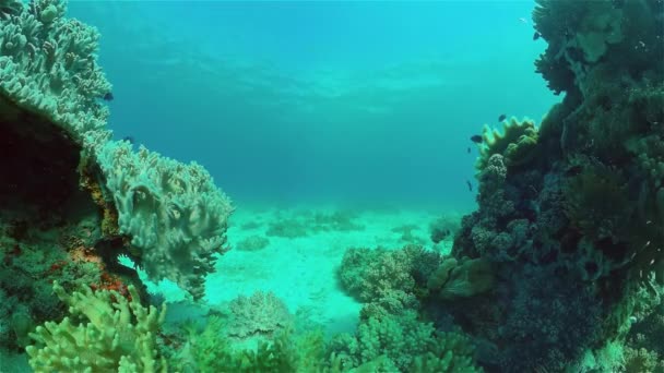 Morska Rafa Podwodna Tropikalny Kolorowy Podwodny Krajobraz Morski Filipiny — Wideo stockowe