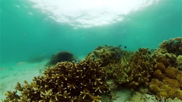 Onderwater Kleurrijke Tropische Vissen Tropische Onderwatervissen Filippijnen — Stockvideo