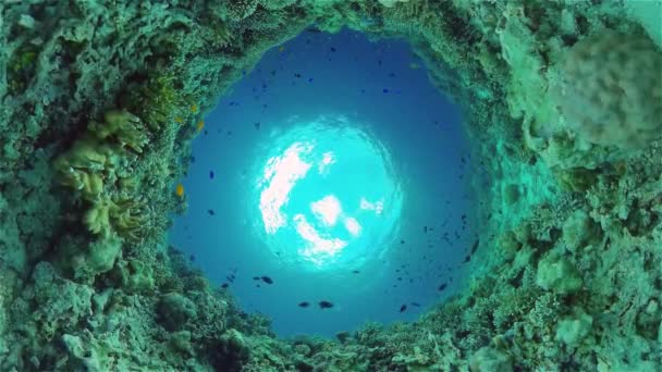 Коралловый Риф Тропические Рыбы Подводный Мир Филиппин — стоковое видео