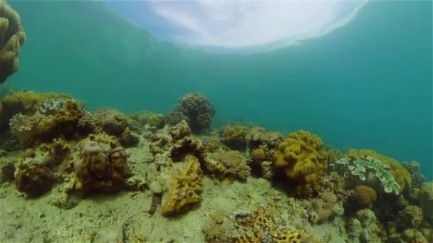 Tropik Renkli Sualtı Deniz Manzarası Renkli Balıkların Mercan Resiflerinin Olduğu — Stok video