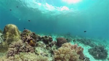 Tropikal balıklar ve mercan resifleri dalgıçlık yapıyor. Mercanlar ve balıklarla dolu güzel bir su altı dünyası. Filipinler.