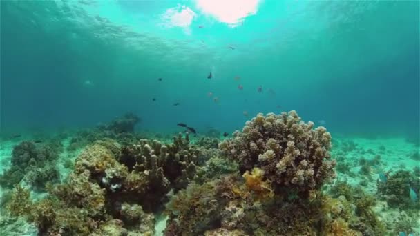 Altı Balık Resifi Denizcisi Tropik Renkli Sualtı Deniz Manzarası Filipinler — Stok video