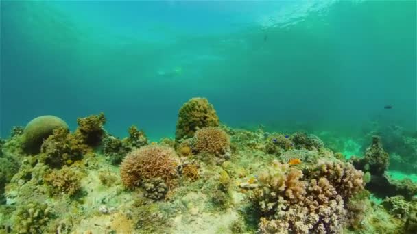 Zeekoraalrif Onderwater Tropische Zee Zeegezicht Tropische Visrifzee Filippijnen — Stockvideo