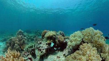 Su altı balık resifi denizcisi. Tropik renkli sualtı deniz manzarası. Filipinler.